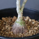 P.ディスカラー (実生) EC1988