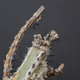 A.アクレアータ 34