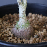 P.ディスカラー (実生) EC1988