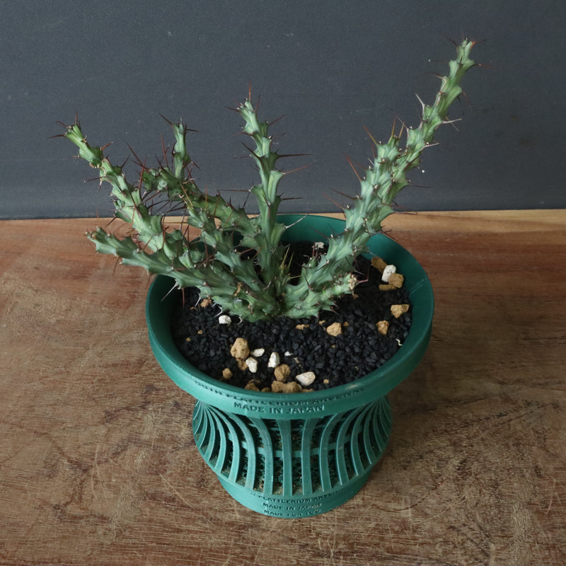 【八八工廠】E.レネウトニー 14