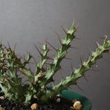 【八八工廠】E.レネウトニー 14