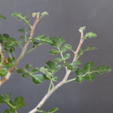 P.ディスカラー (実生) EC1988