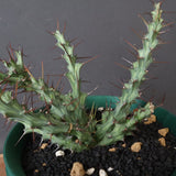 【八八工廠】E.レネウトニー 14