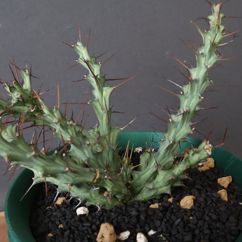 【八八工廠】E.レネウトニー 14