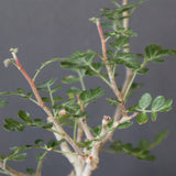 P.ディスカラー (実生) EC1988