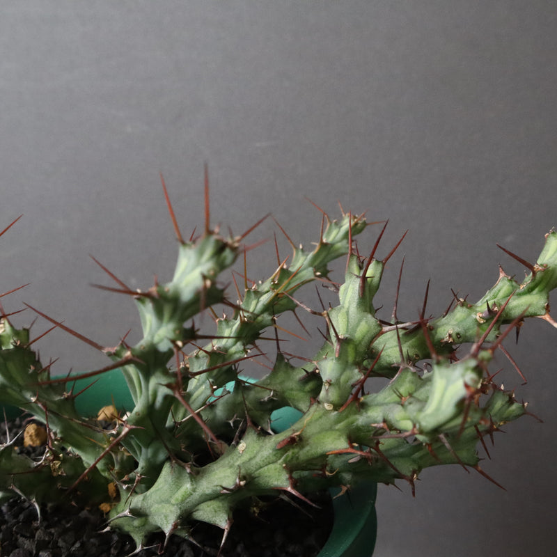 【八八工廠】E.レネウトニー 14