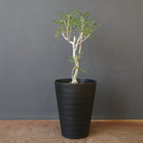 P.ディスカラー (実生) EC1987