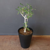 P.ディスカラー (実生) EC1987