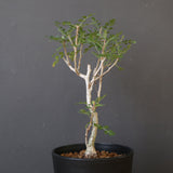 P.ディスカラー (実生) EC1987