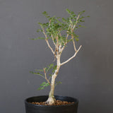 P.ディスカラー (実生) EC1987