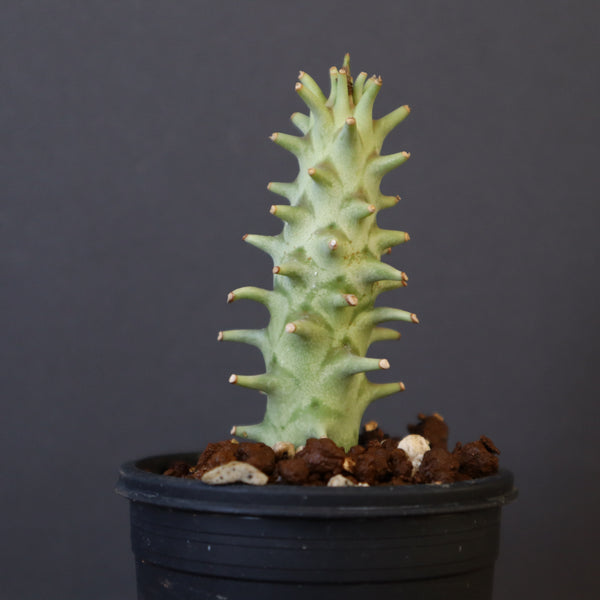 新商品 – 12ページ目 – TaiShoDo ONLINE SHOP