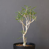 P.ディスカラー (実生) EC1987