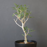 P.ディスカラー (実生) EC1987