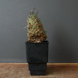 E.ムルチセプス 26