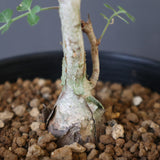 P.ディスカラー (実生) EC1987