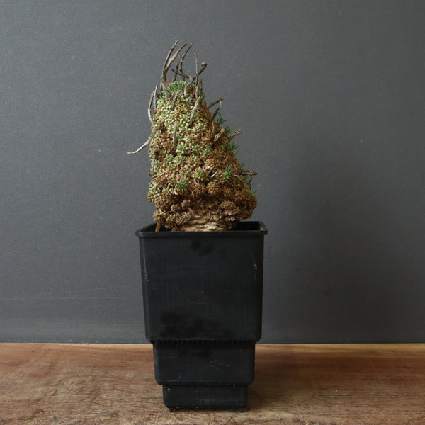 E.ムルチセプス 26