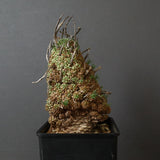 E.ムルチセプス 26