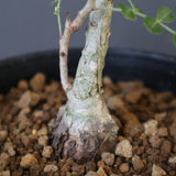 P.ディスカラー (実生) EC1987