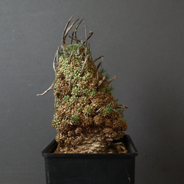 E.ムルチセプス 26