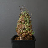 E.ムルチセプス 26