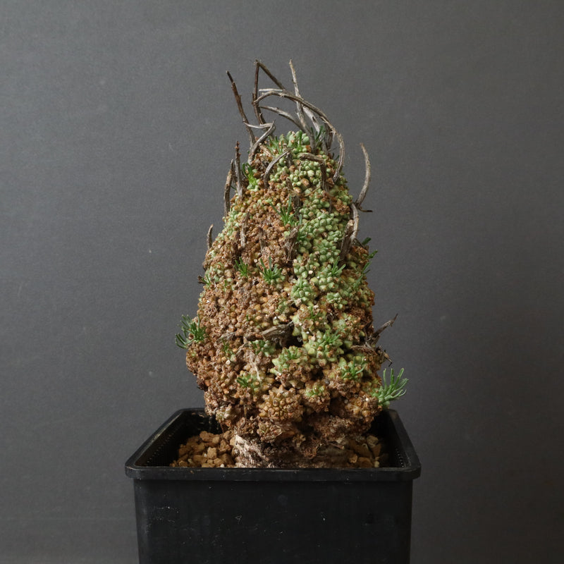 E.ムルチセプス 26