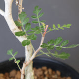 P.ディスカラー (実生) EC1987