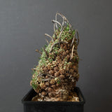 E.ムルチセプス 26