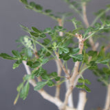 P.ディスカラー (実生) EC1987