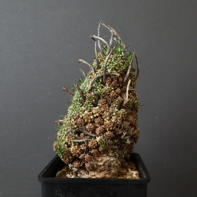 E.ムルチセプス 26