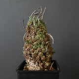 E.ムルチセプス 26