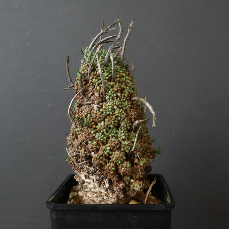 E.ムルチセプス 26