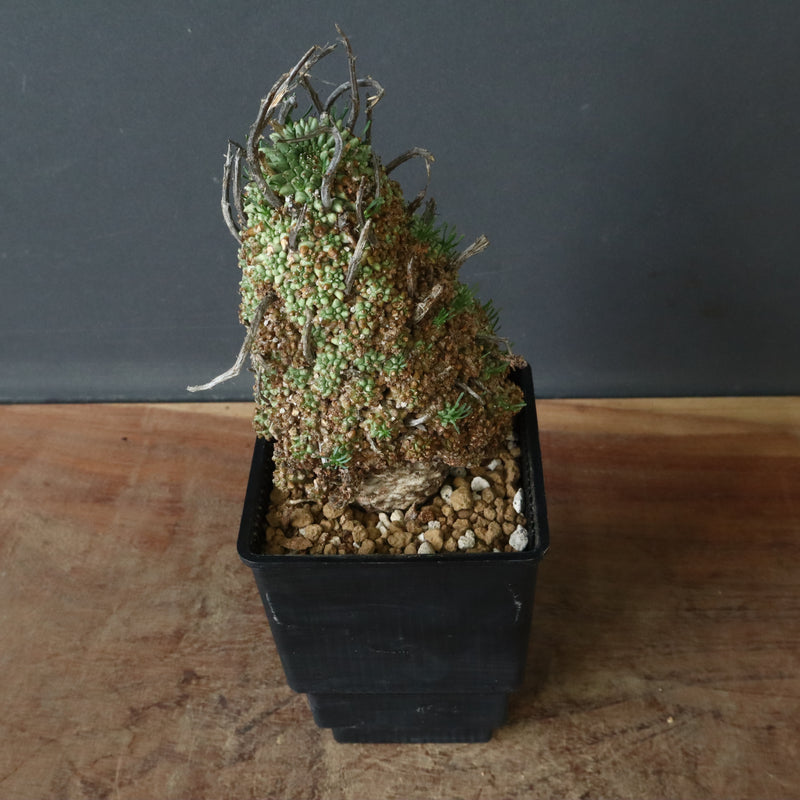 E.ムルチセプス 26