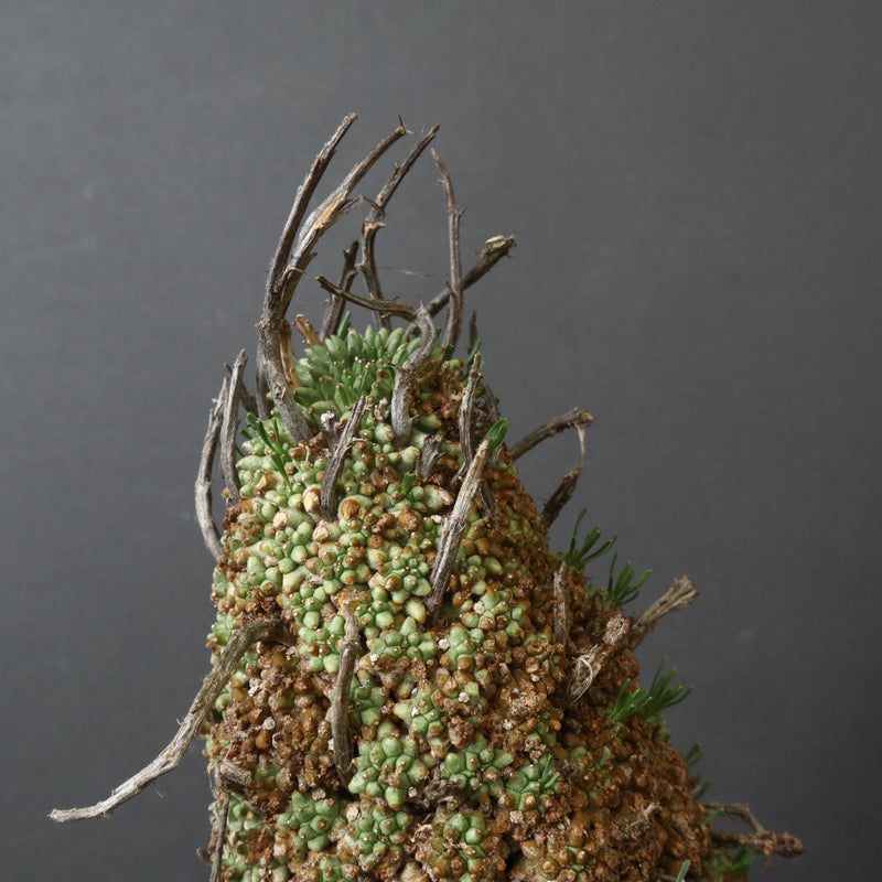 E.ムルチセプス 26