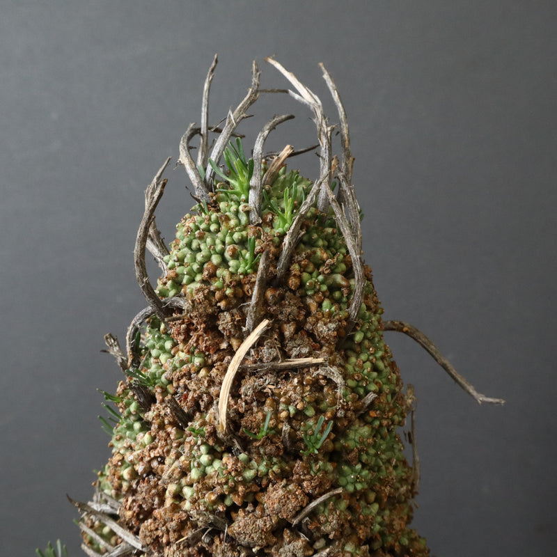 E.ムルチセプス 26