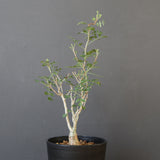 P.ディスカラー (実生) EC1985