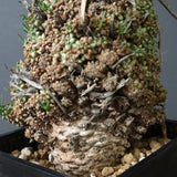 E.ムルチセプス 26