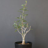 P.ディスカラー (実生) EC1985