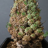 E.ムルチセプス 26