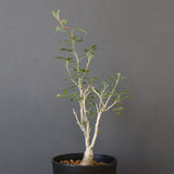 P.ディスカラー (実生) EC1985