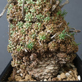 E.ムルチセプス 26