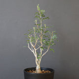 P.ディスカラー (実生) EC1985