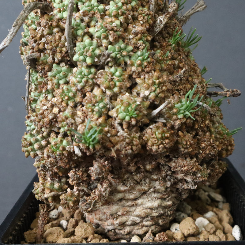 E.ムルチセプス 26