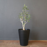 P.ディスカラー (実生) EC1985