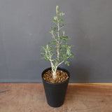 P.ディスカラー (実生) EC1985