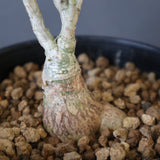 P.ディスカラー (実生) EC1985