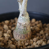 P.ディスカラー (実生) EC1985