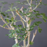 P.ディスカラー (実生) EC1985