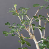 P.ディスカラー (実生) EC1985