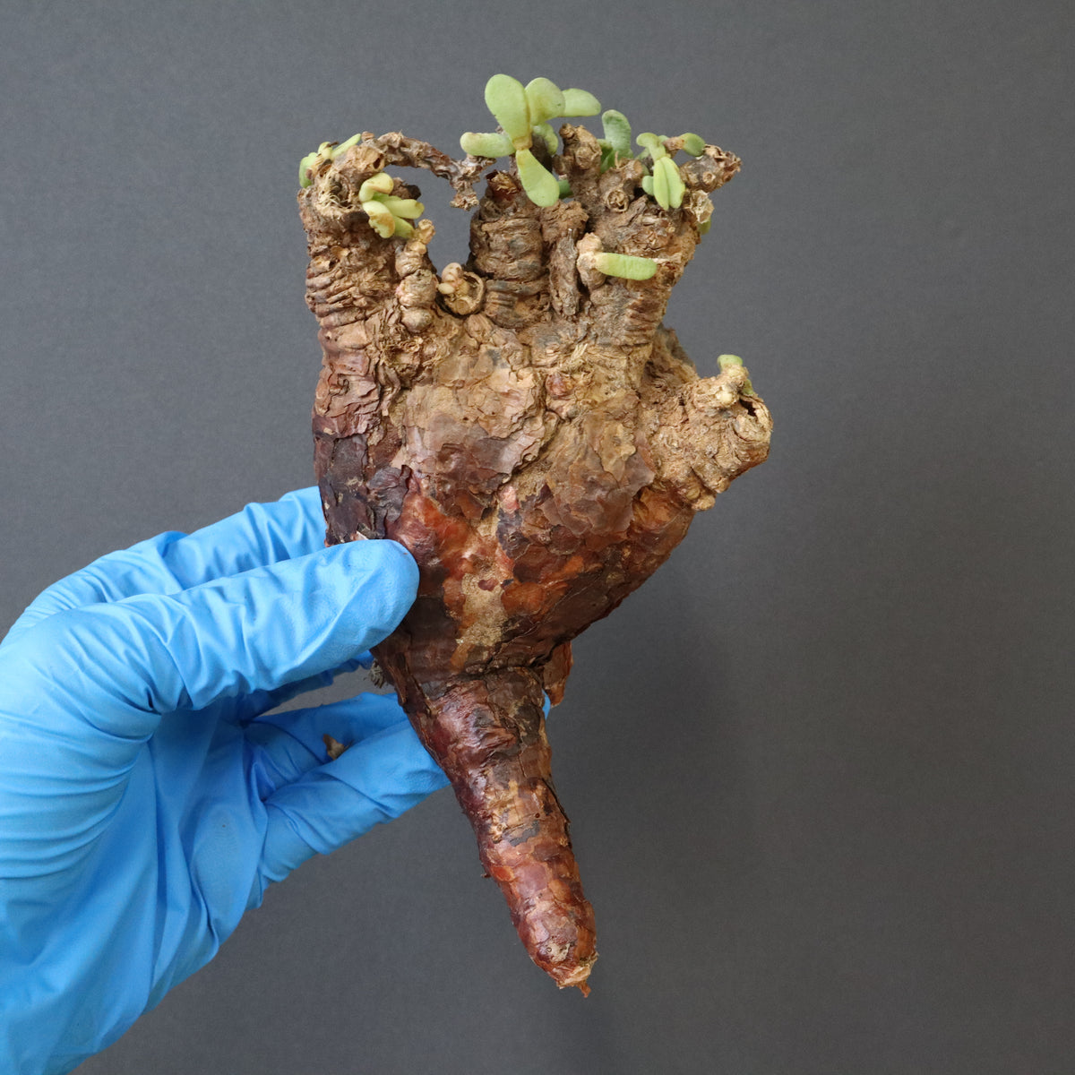 TaiShoDo ONLINE SHOP 塊根植物 多肉植物通販