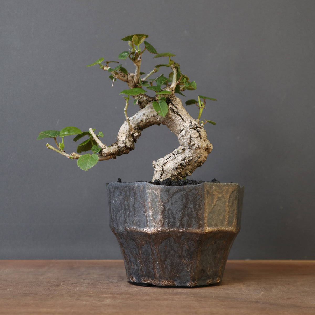 塊根植物 – 18ページ目 – TaiShoDo ONLINE SHOP